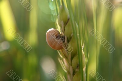 snail in the backlight