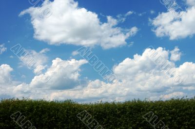 clouds and hedge