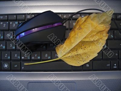 Yellow autumn leaf laying over keyboard of notebook