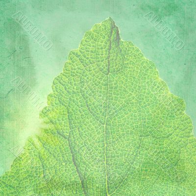 Green vintage background with a texture leaf.