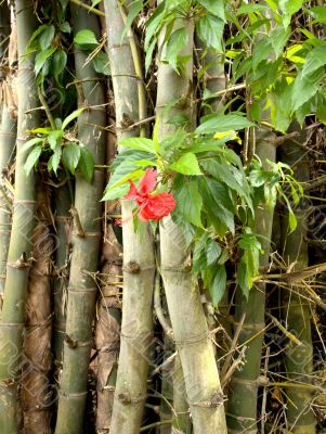 Hibiscus and bamboo 