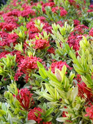 tropical flowers