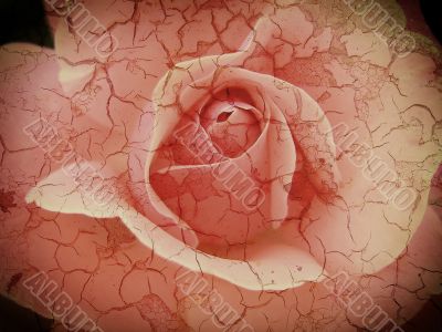 vintage cracked rose