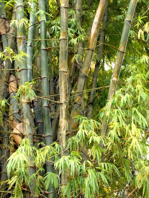 bamboo trees