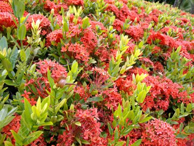 Red tropical flowers