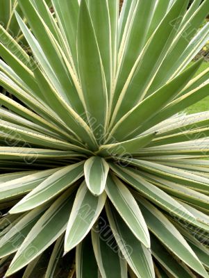 tropical plant aloe