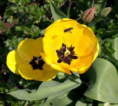 yellow tulips 