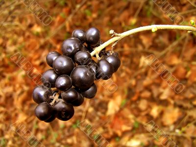 Autumn berries 