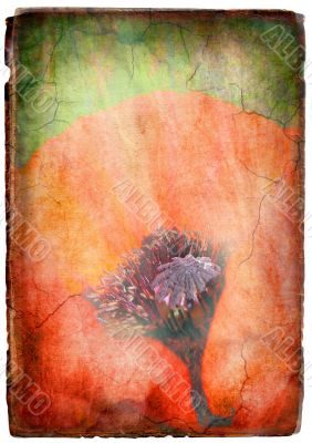 Vintage Poppy flower 