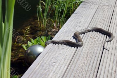 grass snake