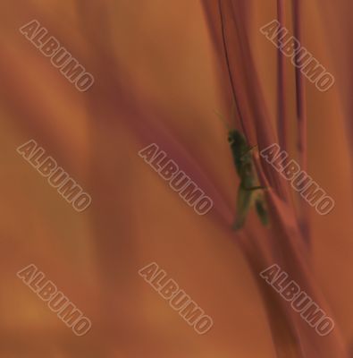grasshopper