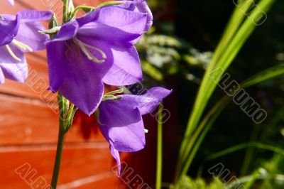 bellflower