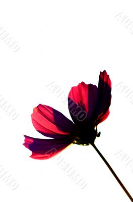 wine red flower