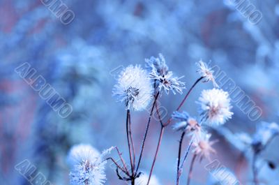 Frozen branch on very cold and sunny day in winter