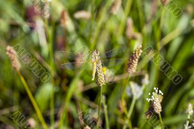 Golden-winged dragonfly