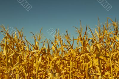 Corn field