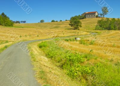 Road in the fields