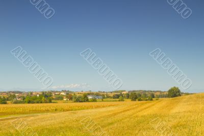 Road in the fields