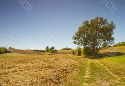 Road in the fields