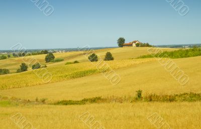 Road in the fields