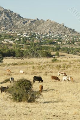 Cows feed near of town