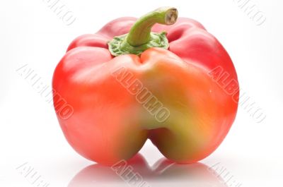 Bulgarian pepper