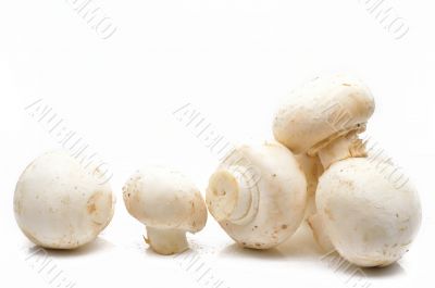 Fresh field mushrooms on a white background