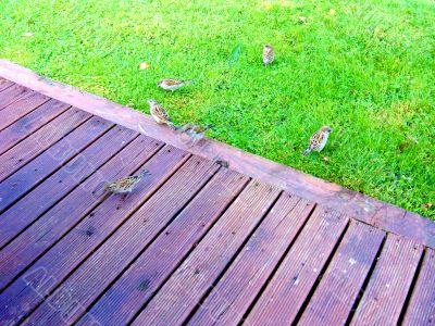 Birds On Decking  