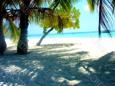 Palm Tree On Beach