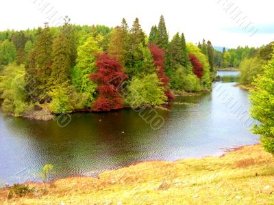 Colourful Trees By River
