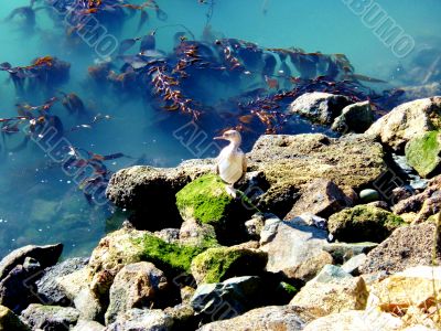 Gull On The Rocks 