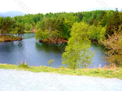 Tree Island In Lake