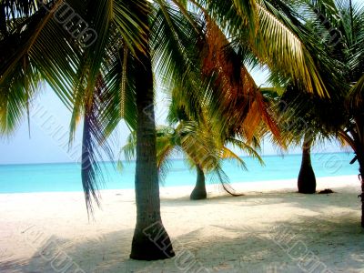 Trees Bordering Beach 