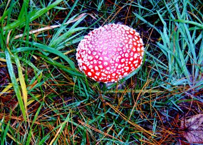 Bright Red Mushroom 2 