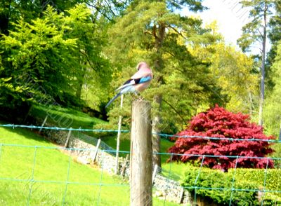 Bird On Fencepost