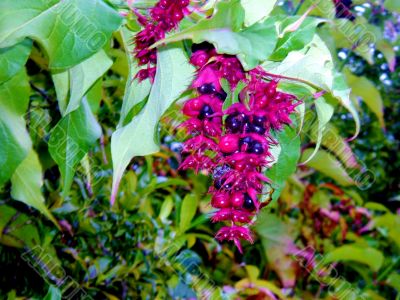 Red Berries On Plant