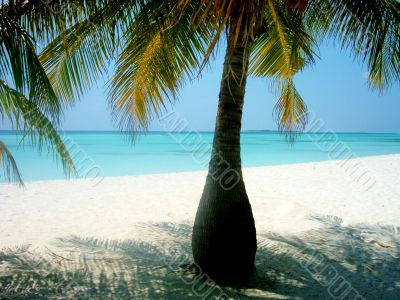 palm tree 