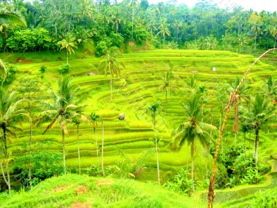 Old Rice Paddys