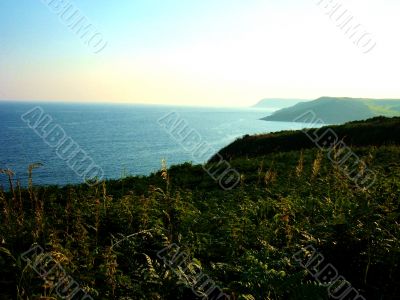 Ferns And Sea