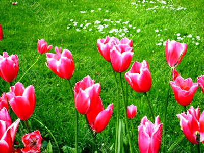 Tulips Over Grassy Meadow