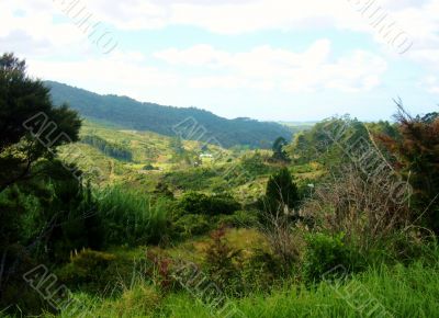 Brush And Fields 