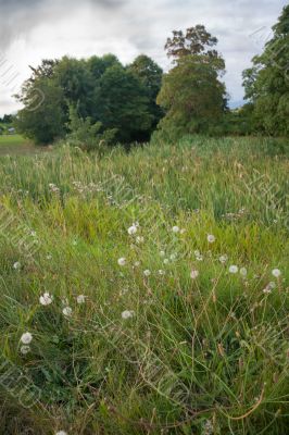 Field In Agricultural Area