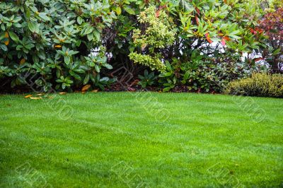 Green Lawn