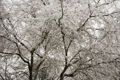 Snow Filled Tree
