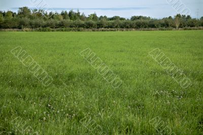 Farmer`s Field