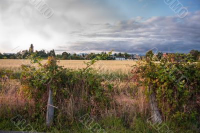 Rural Landscape