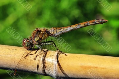 Dragonfly 