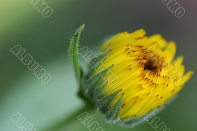 yellow blossom looking in the sun