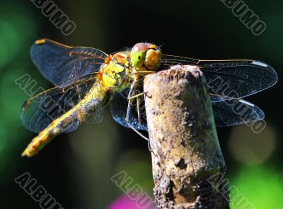 Dragonfly