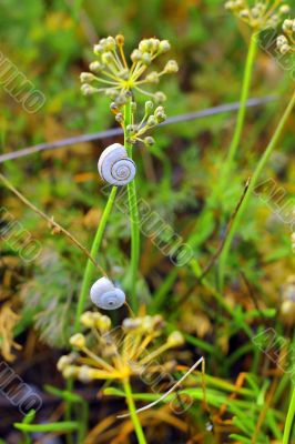 Snails on the plants on the summer field